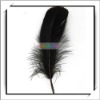 Cheap! 50pcs Wedding Black Duck Feathers