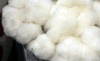 Cotton shankar 6