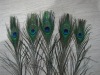 Decorative Natural Peacock Eye Feathers