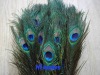 Decorative Peacock Feather