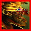FREE SHIPPING FEDEX/DHL FACTORY OUTLETS 15-20CM QUALITY PRODUCTS GRIZZLY FEATHERS