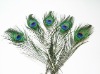 Fashion wholesale peacock feathers