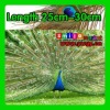 Free shipping DHL/FEDEX Top quality length 25cm-30cm eye-width 3cm beautiful natural peacock feather