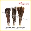 Natural Pheasant Tail Feather Golden