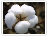 Shankar 6 Raw cotton