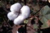 organic raw cotton