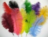 ostrich feathers and ostrich boas