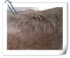 plush  tip-dyed  fur