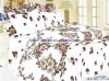 profession manufacture cotton& polyester bedding set