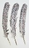 rooster feather, chicken feather, tail feather with printed pattern