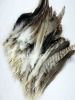 wholesale and retail  feather hair extension