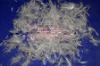 10%down 90%feather washed white duck feather 10/90 United States standard