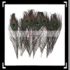 10 x 30cm Natural Peacock Feather House Decoration