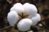100% Bleached cotton