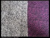 100%Polyester Printed fabric