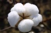 100% Raw cotton