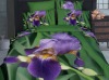 100% cotton Purple bedding sets (Reactive print)