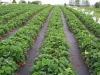 100% poly woven mat