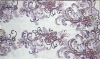 100% polyester embroidery with stone and applique on tulle fabric