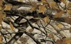 100% polyester heat transfer printing camouflage fabric