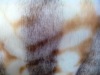 100% polyester jacquard fake fur