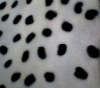 100% polyester print short velvet