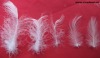 2-4cm White duck feather.
