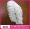 2011 ostrich feather