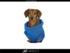 2012 Hot Dog Fleece Coat with 100% Polyester