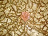 2012 popular sequin embrodery fabric for USA on knitting ground