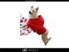2012Hot Polyester Dog Raincoat with Water-proof