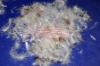 30%washed white duck feather 30/70 USA standard