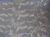 5mm wholesale sequin embroidery fabric