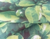 600D*600D pvc/pe/pu coating 100% polyester fabric