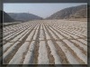 Agricultural non woven fabric