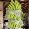 Agriculture Fruit bag  nonwoven
