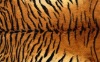 Animal Print Textile