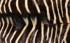 Animal Printed Fabric