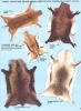 Animal Skins, Animal Hides and Genuine Animal Skin Rugs