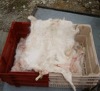 Belgium Raw Air Dried And Salted Goat/ Goat Kid Skins