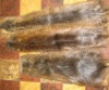 Belgium Raw Nutria Skins