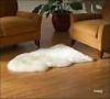 Brand new sheepskin floor rug