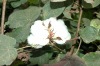 COTTON