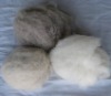 Cashmere Fiber