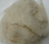 Cashmere wool fiber