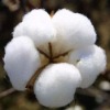 Certified BCI cotton