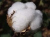 Chinese raw cotton