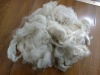 Chinese scoured carpet sheep wool