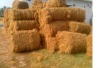 Coir fiber