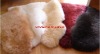 Colorful Deluxe Sheep Wool Rugs